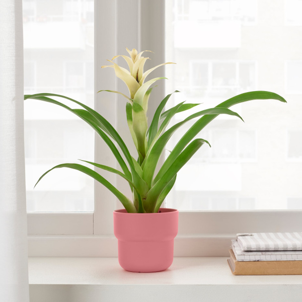 10535997 Кашпо для растений, розовый для дома и улицы, 9 см