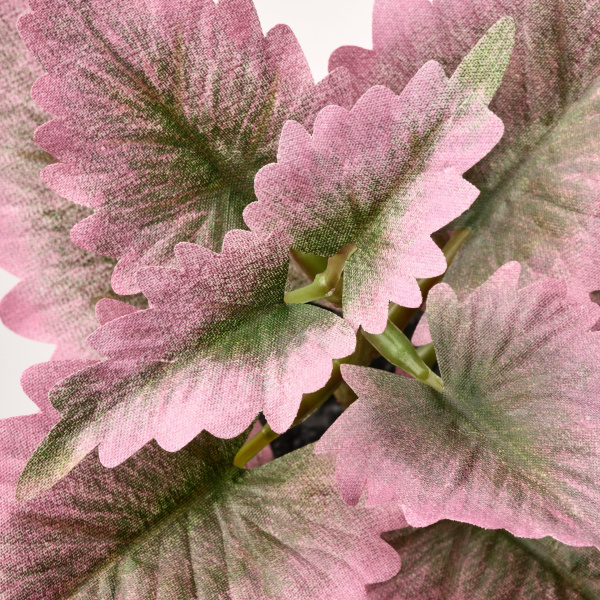 50522988 Искусственное растение в горшке, 6 см, д/дома/улицы Цветная крапива, 3шт