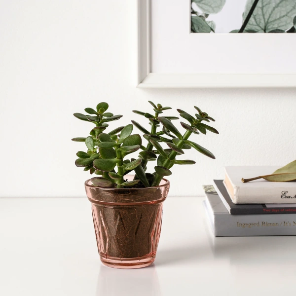 20442304 Ароматич. свеча в стакане, лесная земляника, 8 см