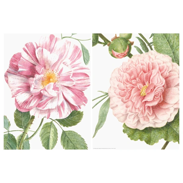 00490150 Набор постеров,2шт, Цветы, 30x40 см