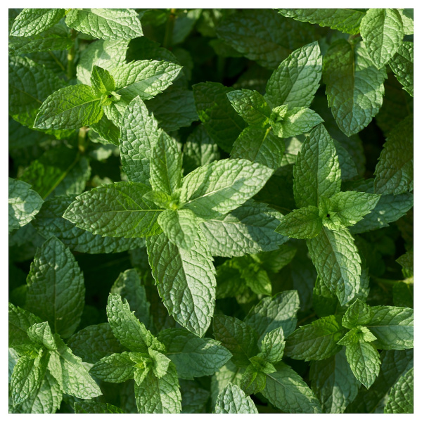 40514615 Ароматическая свеча в стакане, мятный/зеленый